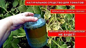 ОПРЫСКАЙТЕ ЭТИМ НАТУРАЛЬНЫМ СРЕДСТВОМ ТОМАТЫ В ИЮНЕ-ИЮЛЕ! ФИТОФТОРЫ НА ПОМИДОРАХ НЕ БУДЕТ 100%!