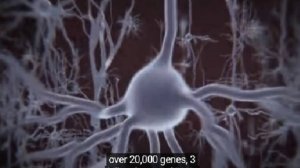 3-3-2  Морфы и пластичные заполнители  - потенциальные носители психики
