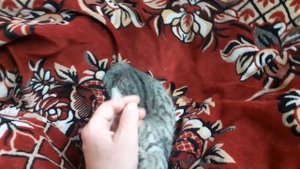 Котёнок Бинки играет