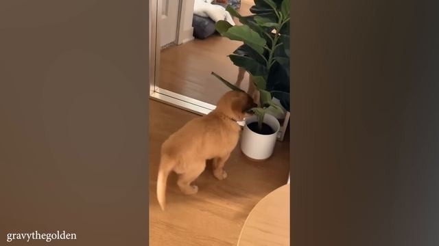Золотистые ретриверы будут постоянно СМЕШИТЬ НАС!