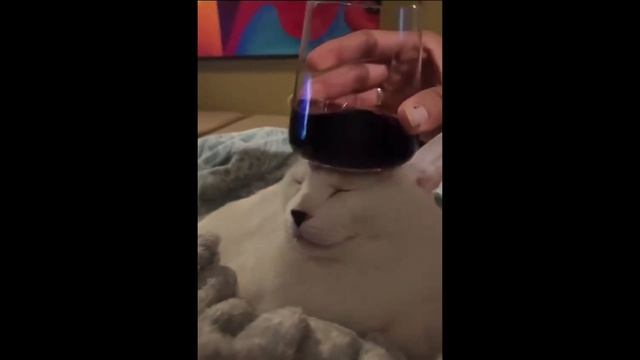 Смешные Животные ч.1 Смотри и СМЕЙСЯ!