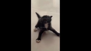 Смешные котики - часть 32