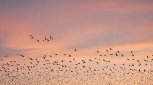 Птицы в живописи от реализма до абстракции