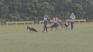 БЕБИ КОБЕЛИ / КЧК ХАБАРОВСК 13 июня`25 В.Киселева Моно немецких овчарок