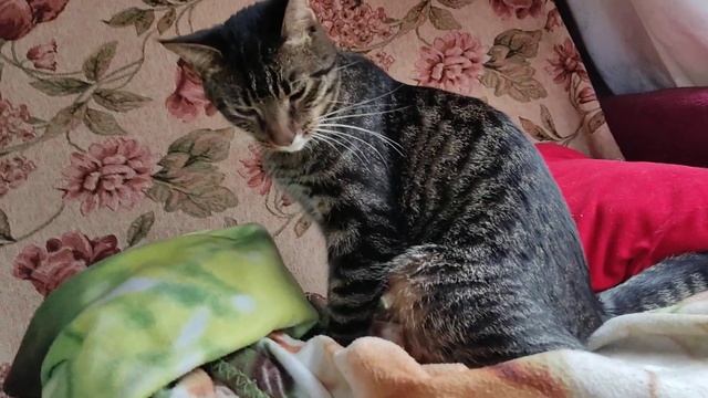 котик делает себе кроватку