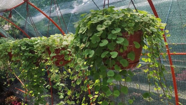 Самые красивые и неприхотливые ампельные растения для украшения сада балкона беседок. Большой обзор.