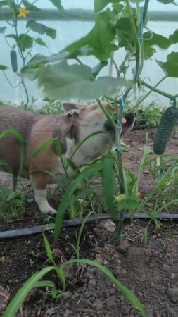 Огурцы вкуснее!