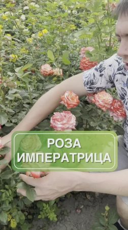 Императрица Фарах – элегантность и изящество в вашем саду 🌹