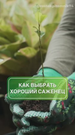 Как не купить плохой саженец? 🌱