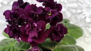 Фиалка Mac's Black Uhuru