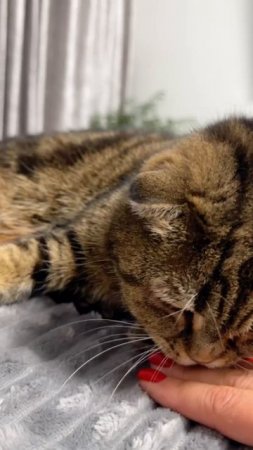 БУЛОЧКА НЕ НАИГРАЕТСЯ С МОЕЙ РУКОЙ 🐯