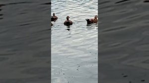 1000020950.mp4