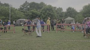 Группа BOND No Bartas Krasta.  КЧК ХАБАРОВСК 13 июня`25 В.Киселева Моно немецких овчарок