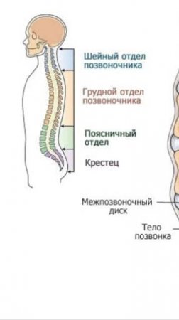 Почему современная жизнь неизбежно приводит к появлению боли в пояснице? #shorts