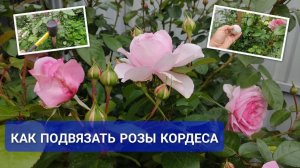 Вот что нужно для быстрой подвязки РОЗ: палка, клубок, перчатки и очки 🥽