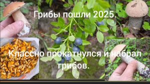 Сезон сбора грибов 2025