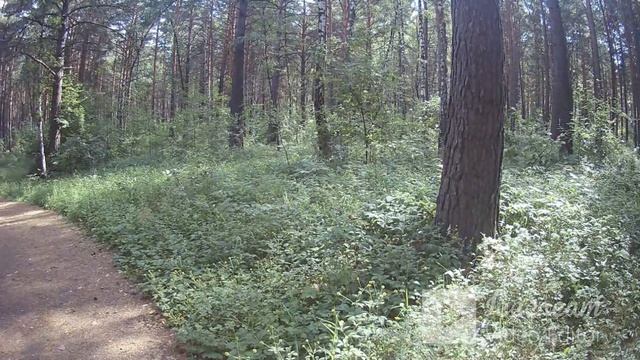 Ролик от Еретнова В.Б. Июнь. Гуляю в парке.