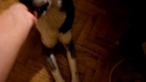 Вожделенный предмет