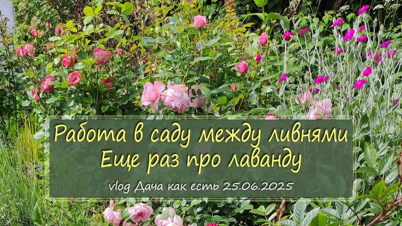Работа в саду между ливнями: уборка, букеты, фотосъемка. Лаванда / vlog дача как есть 25.06.2025