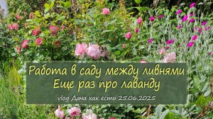 Работа в саду между ливнями: уборка, букеты, фотосъемка. Лаванда / vlog дача как есть 25.06.2025
