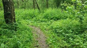Прогулка по лесу (болталка)
