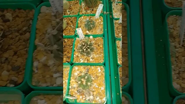 Новые бутончики у кактусов