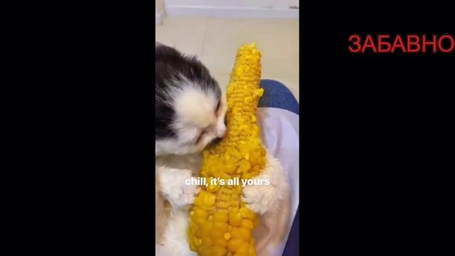 САМЫЕ СМЕШНЫЕ ПРИКОЛЫ! ОТБОРНЫЙ ЮМОР!