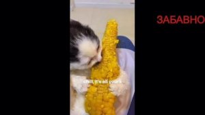 САМЫЕ СМЕШНЫЕ ПРИКОЛЫ! ОТБОРНЫЙ ЮМОР!
