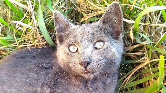 * Поэзия Любви * =^ -^= *** Я ЛЮБЛЮ ТЕБЯ МИЛАЯ ***, ГОСТ РЕД. автор Сафронов И.В.