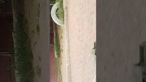 машинка катается по району