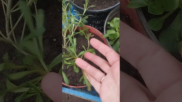 Ещё новенькие: гипсофила ясколковидная, гипсофила розовая ползучая и ханонехлоя.