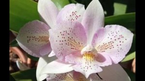 Часть 2. Орхидея по обмену Caulocattleya Chantilly lace"Twinkle". Обработка  и реанимация