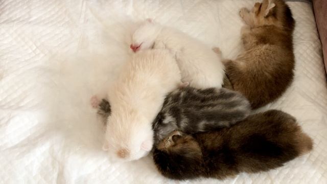 Котятам кошки Кайли 11 дней.