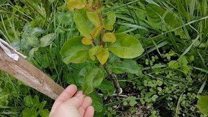 Слива и груша конец июня