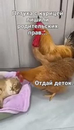 Детей забрали , котя творит беспредел