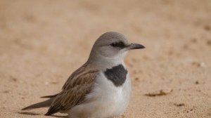 Спят ли птицы во время полета