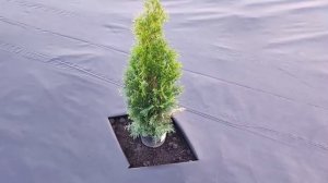 НЕВЕРОЯТНЫЙ СПОСОБ САЖАТЬ ТУИ ЛЕТОМ! Узнай, Как Это Сделать Правильно!