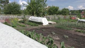 Защита растений от солнца