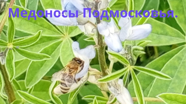 Липа зацвела, 26 июня 2025пчёлы полетели, доставляем магазины, смотрим какие у меня медоносы вокруг.