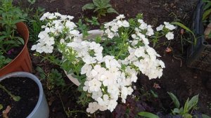 Буйство цветов