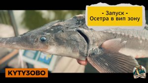 26.06.25 запуск осетра в вип