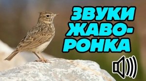 Пение жаворонка