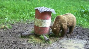 Пришёл и полакомился!🐻