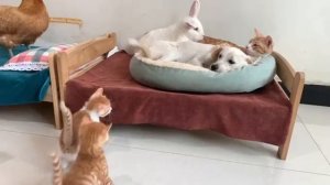 4 котенка отправляются в новый дом, в гости к ним придут щенок, кролик,курица и утка - 2025 год(uu)