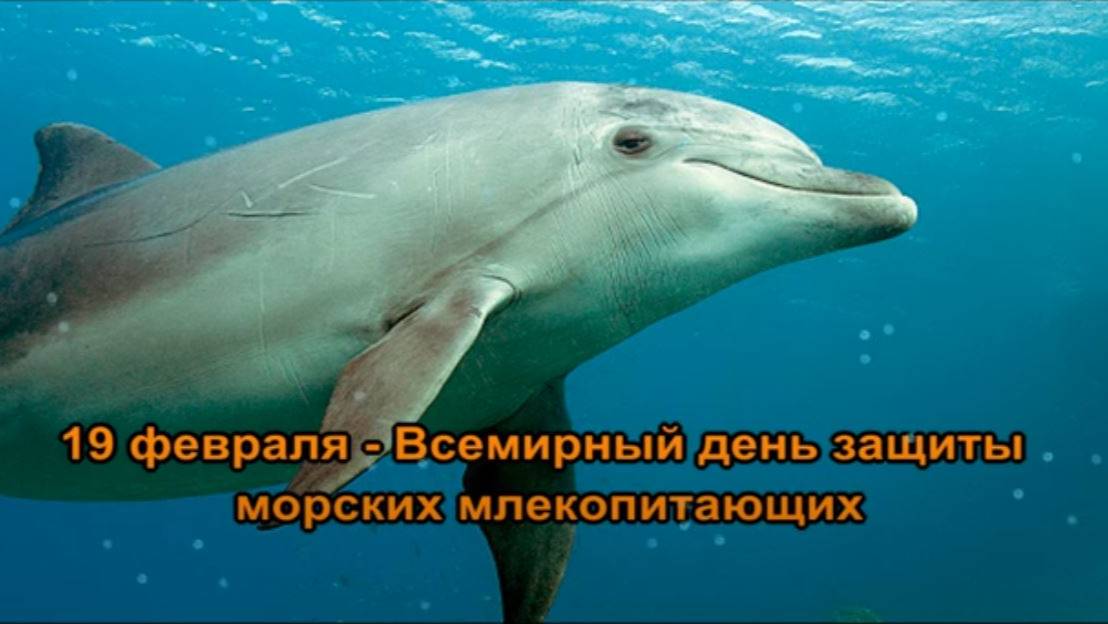 Гиганты морских глубин: викторина ко Всемирному дню защиты морских млекопитающих смотреть онлайн