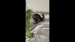 Смешные котики - часть 29