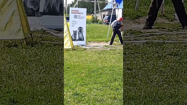 Проверка рабочих качеств. КЧК НОВОСИБИРСК 14 июня`25 N.Maksimova Моно немецких овчарок