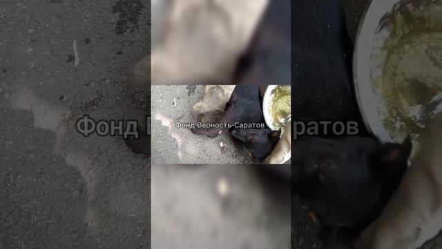 новенькие в приюте #саратов #вдобрыерукисаратов #верностьсаратов
