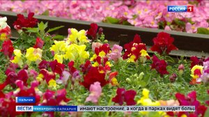 На клумбах Кабардино-Балкарии продолжается высадка цветов