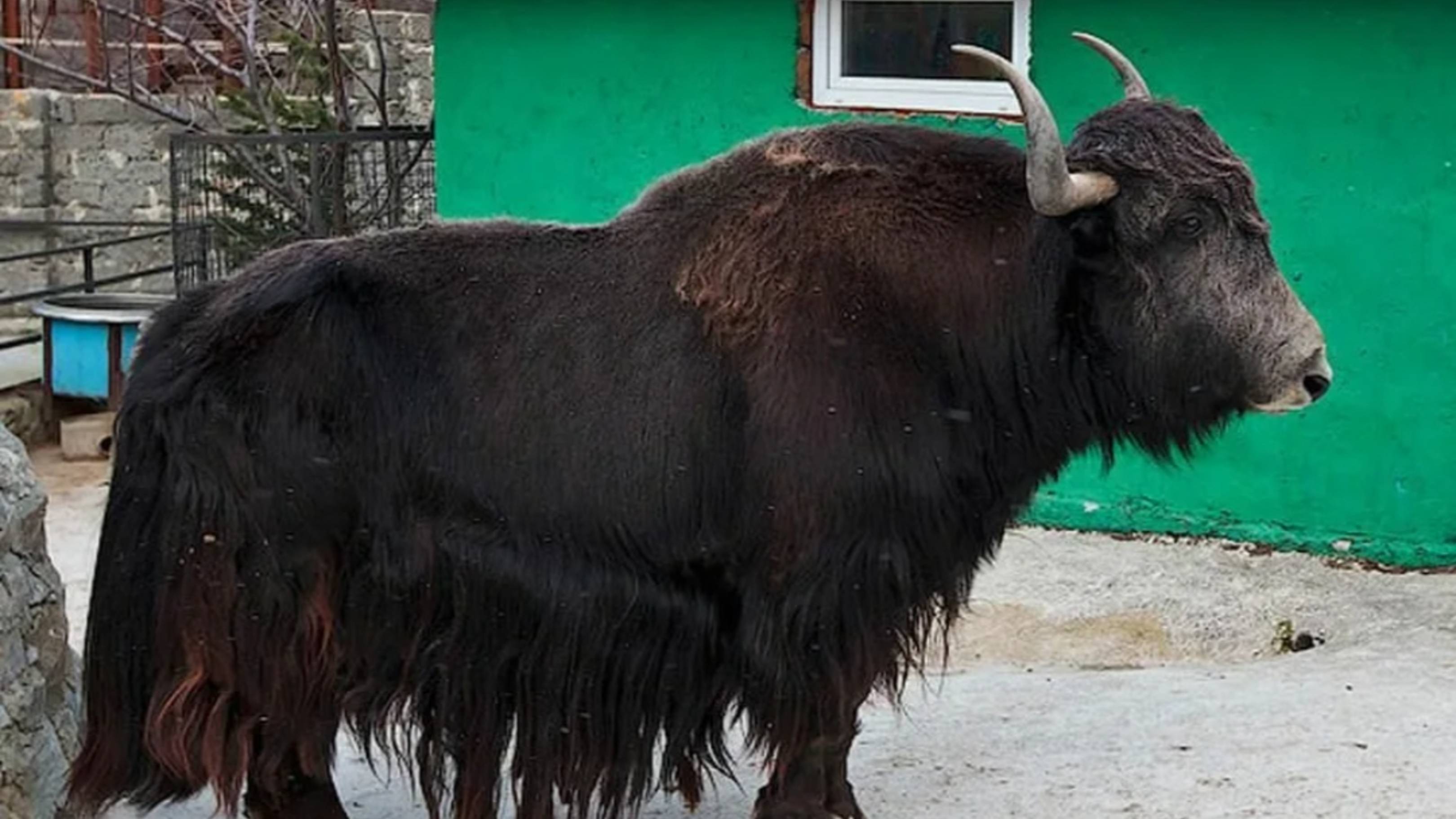 Ялта. Едем в Крым,на море с детьми из Чувашии. Зоопарк Сказка смотреть онлайн